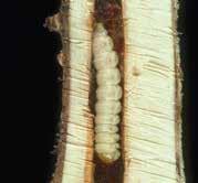 The feeding and tunneling activity of the larvae interrupts the flow of water and nutrients within the tree, causing wilting and dieback in the limbs and crown.