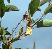 It can appear on the trunk, limbs or twigs as a canker. It will make leaves and twigs appear burned or scorched and will cause blossoms to turn brown and appear wet.