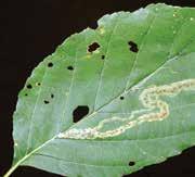 A common Leaf Miner is the Birch Leaf Miner which attacks birch trees, but there are species which attack apple, oak, beech, elm, cherry, locust, and hawthorn.