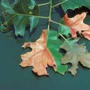INSECT AND DISEASE DESCRIPTION and treatment 33 mites oak wilt Mites are similar to insects but belong to the spider family.