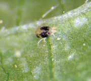 Mites are tiny, most species being microscopic, however, Spider Mites are visible to the eye, appearing as tiny specks, frequently on the underside of the leaf and amid very fine webbing.