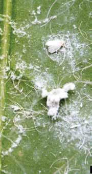 INSECT AND DISEASE DESCRIPTION and treatment 35 Rugose Spiraling Whitefly (RSW) In 2009, a new species of nuisance whitefly was discovered in Miami-Dade County in Florida on a Gumbo Limbo tree.