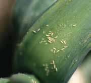 Generally, they are about 1mm in length. Feeding damage from thrips can appear as discolored or deformed leaves and stunted growth.