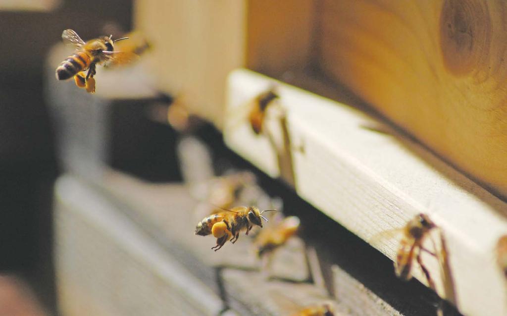 Meie mesi Meie mesi on kogutud Eesti kõige rikkalikuma taimestikuga Pandivere kõrgustikult Väike-Maarja ümbruse talude maadelt. Hea mee tootmise eelduseks on tugev ja terve mesilaspere.