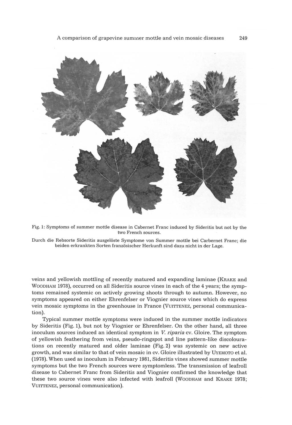 A comparison of grapevine sumrner mottle and vein mosaic diseases 249 Fig. 1: Symptoms of summer mottle disease in Cabernet Franc induced by but not by the two French sources.