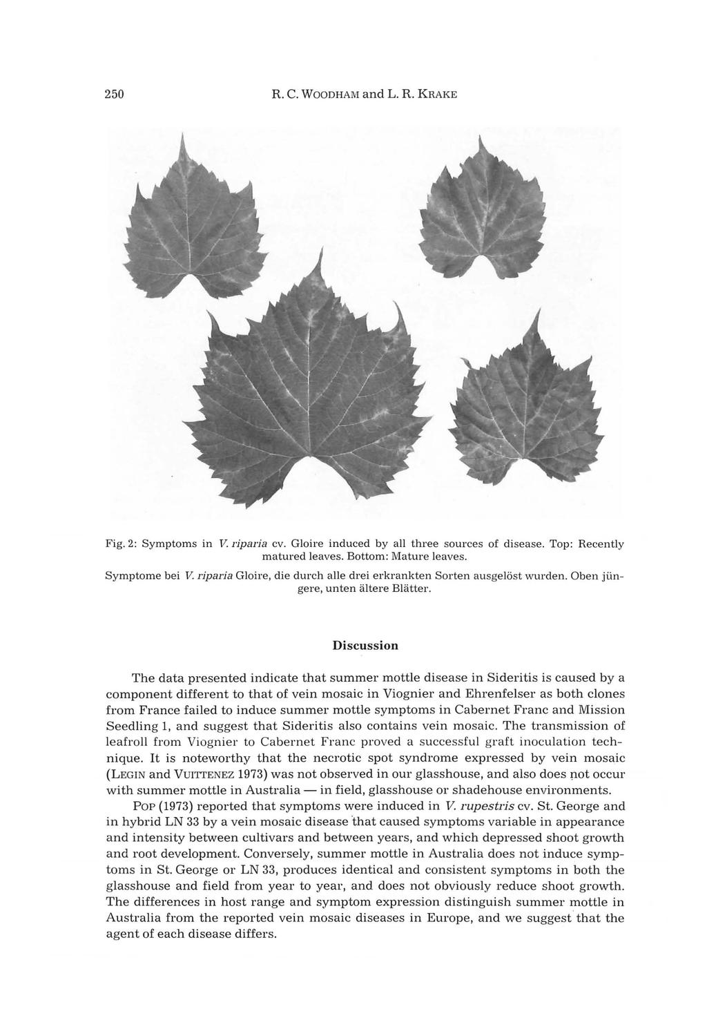 25 R. c. WOODHAM and L. R. KRAKE Fig. 2: Symptoms in V. riparia cv. Gloire induced by all three sources of disease. Top: Recently matured leaves. Bottom: Mature leaves. Symptome bei V.