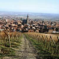 The brothers settled in the province, and their descendants became farmers and vineyard owners, somehow surviving the many border squabbles, wars and changes of nationality that have haunted Alsace