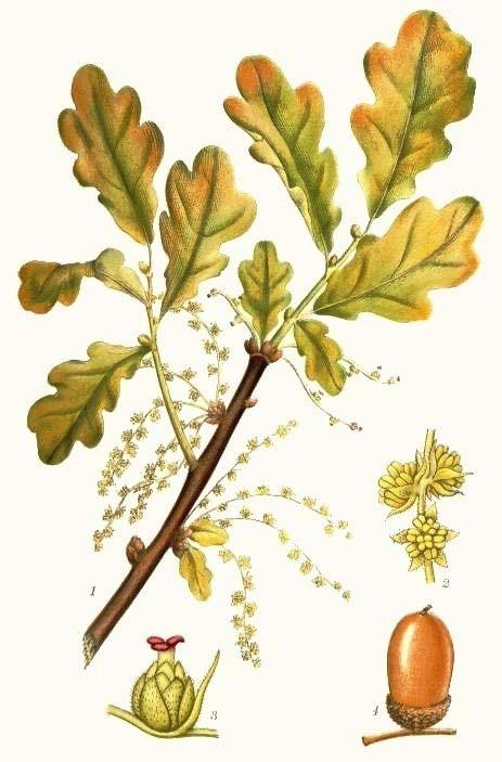 Fagaceae OK Trees Leaves simple, usually alternate, often lobed () Inflorescences unisexual with male catkins or heads (), and a few female flowers inside wooden bracts (cupule) at the base of the