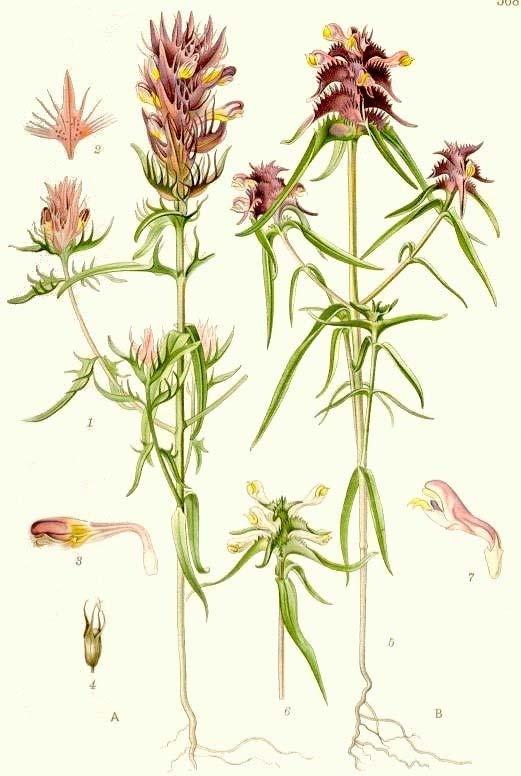Orobanchaceae s. lat.