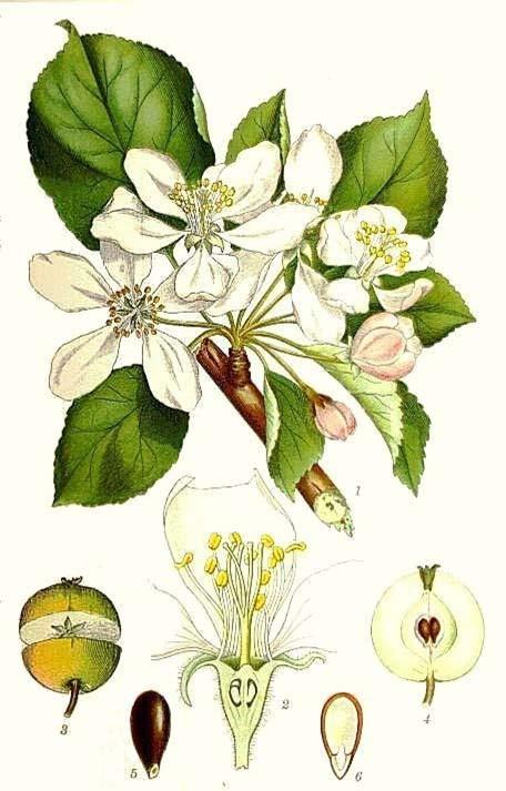 Rosaceae ROSE
