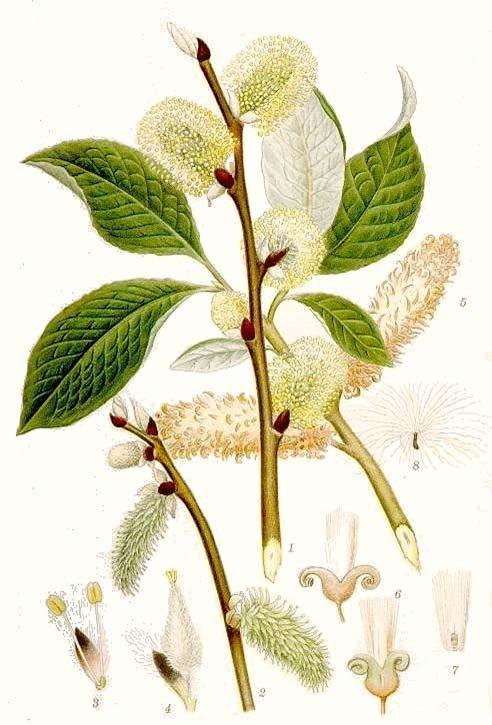 Salicaceae s. str.
