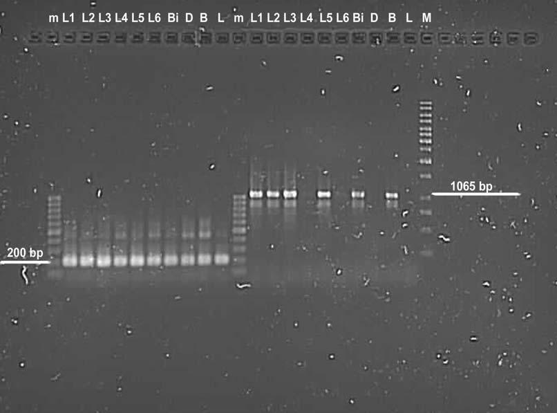 Kralj A. Protimikrobne lastnosti aktivnost streptokokov in laktobacilov jogurtov. 34 V nadaljevanju smo z reakcijo PCR analizirali preiskovane izolate L1, L2, L3, L4, L5, L6 in Biofank.