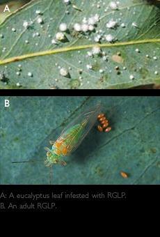 The red gum lerp psyllid (RGLP) (Glycaspis brimblecombei) is a foliar