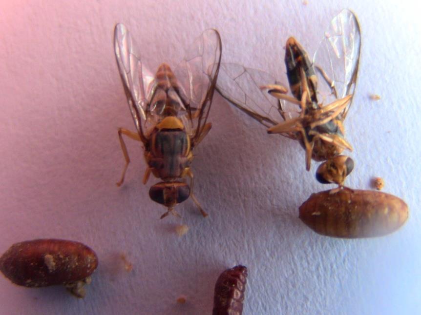 The African invader (or Asian) fruit fly Bactrocera invadens, has recently invaded Africa from Sri Lanka.