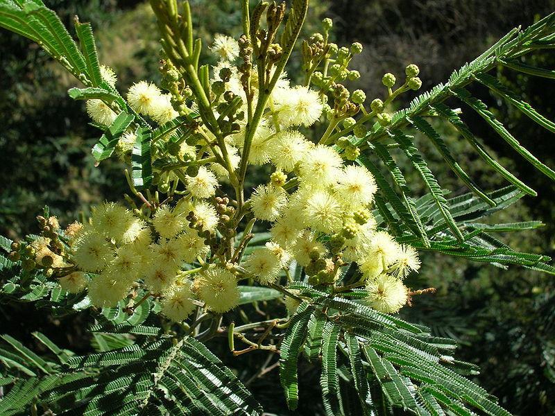 The black wattle, Acacia mearnsii De Wild. (Syn. A. mollissima Willd.; Acacia decurrens var. mollis Lindl.