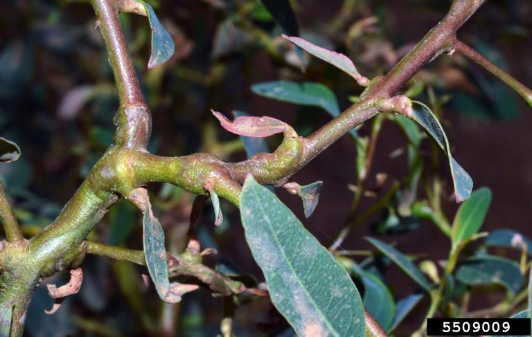 Severe gall formation and damage especially to Eucalyptus nursery stock Damaged trees show leaf