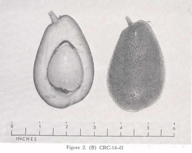 CRC-14-43 (Fig. 2, B) Origin: Same as CRC-14-11 above. Shape: Oval. Weight: 5-8 oz. Seed: 1-1¼ oz.