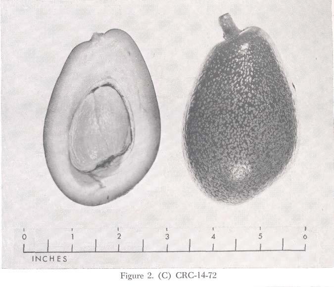 CRC-14-72 (Fig. 2, C) Origin: Same as the two seedlings described immediately above. Shape: Oval, with obliquely flattened apex and base. Weight: 4-8 oz. Seed: 1-1½ oz.