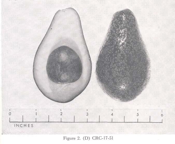 CRC-CH-5: Of horticultural interest only. CRC-JH-11: A very early, fairly promising type for more extensive trial. LITERATURE CITED 1. Griswold, H. B. 1945. The Hass avocado. California Avocado Soc.