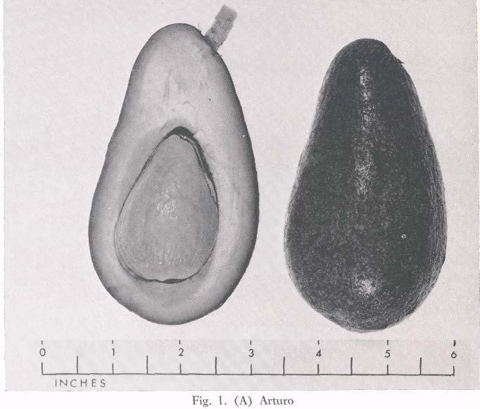 ARTURO (Fig 1, A) Origin: Originated with A. R. Chenoweth, Fallbrook, California in 1933. Patented with this name as plant patent no. 667, issued January 15, 1946.