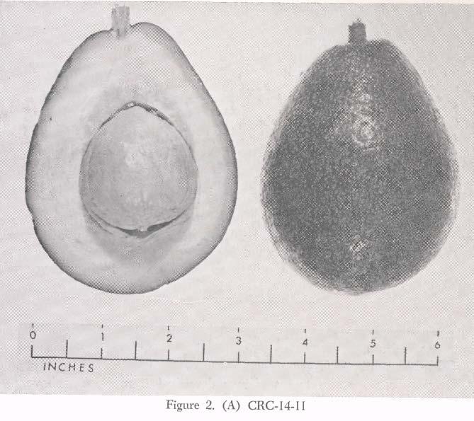 CRC-14-11 (Fig. 2, A) Origin: Seedling of a cross between Duke and Fuerte made by J W. Lesley in 1952. Shape: Oval. Weight: 12-16 oz. Seed: 1.5-2.2 oz.