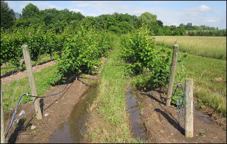 ALTERING THE SITE WATER MANAGEMENT Too Much Moisture Drain tiles Establish at preplant Canopy management Rootstock selection Too