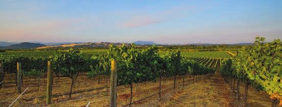 JANE S VINEYARD JANE S VINEYARD Jane s Vineyard, located in the Santa Rosa Plains neighborhood of Russian River Valley is made up of