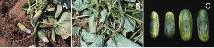 wet conditions, root and crown infection of pepper, zucchini, squash, and pumpkin typically causes permanent wilt and plant death (Fig. 1D F,L).