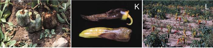 Disease symptoms were most severe on bean plants located along the surface water drainage pattern. P.