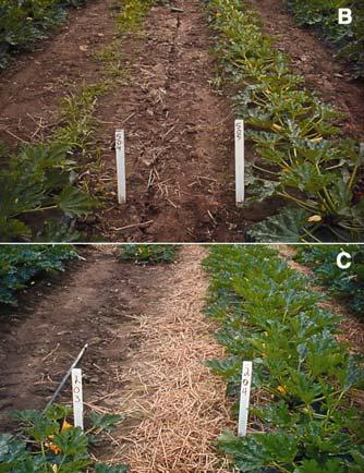pickling cucumber field studies (Fig. 8A C) (38,39). In 2002, the fungicide Gavel (zoxamide + mancozeb) was registered for use against P. capsici and has also proven to be helpful (Fig. 8A).