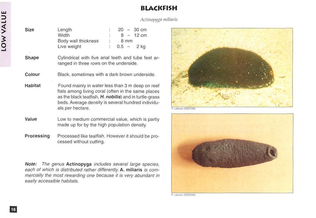 20-30 cm : 8-12 cm : 8 mm : 0.5-2 kg BLACKFISH Actinopyga miliaris Cylindrical with five anal teeth and tube feet arranged in three rows on the underside. Black, sometimes with a dark brown underside.