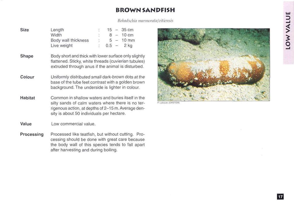 BROWN SANDFISH Bohadschia marmorata/vitiensis 15 -- 35 cm 8 -- 10 cm 5 -- 10 mm 0.5 -- 2 kg Body short and thick with lower surface only slightly flattened.