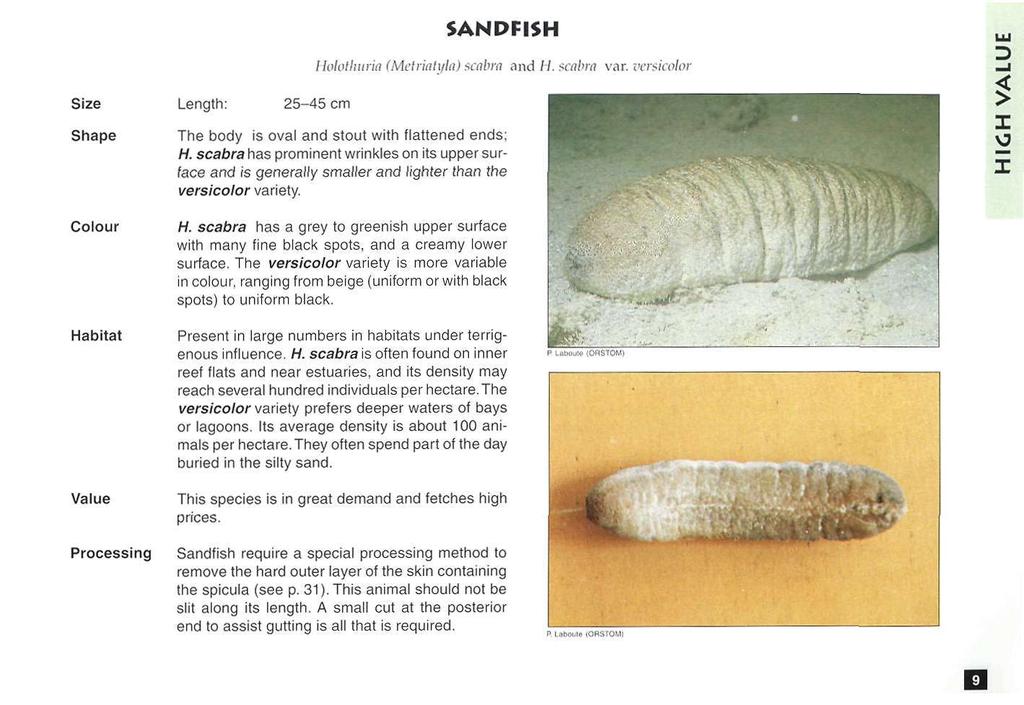 : SANDFISH Holothuria (Metriatyla) scabra and H. scabra var 25-45 cm The body is oval and stout with flattened ends; H.