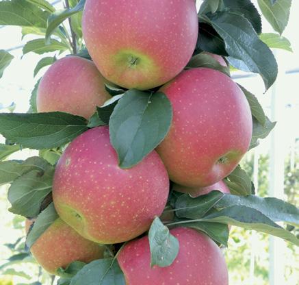 relation to apple, pear, sweet cherry and plum varieties.
