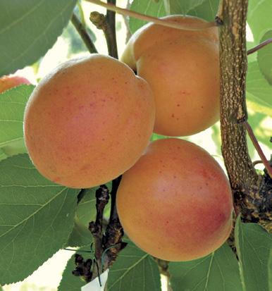 Institute of Pomology was assigned to perform activities regarding fruit varieties