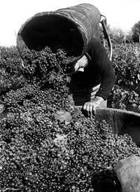 The earliest historical documents that bear witness to the production of wine date as far back as 5000 B.C.