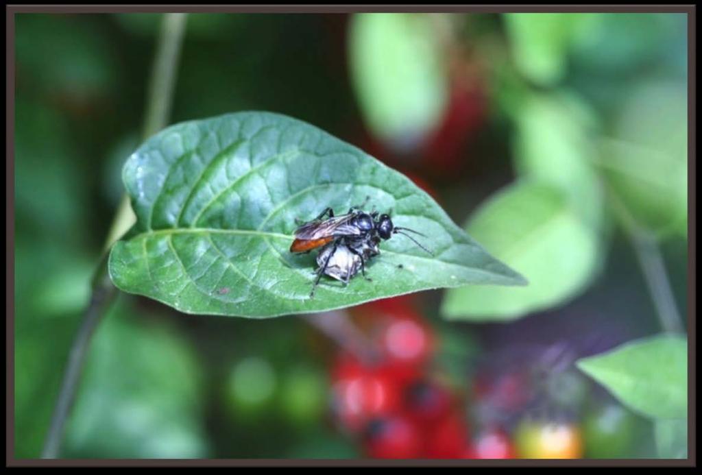 Crabronid wasps Astata sp.