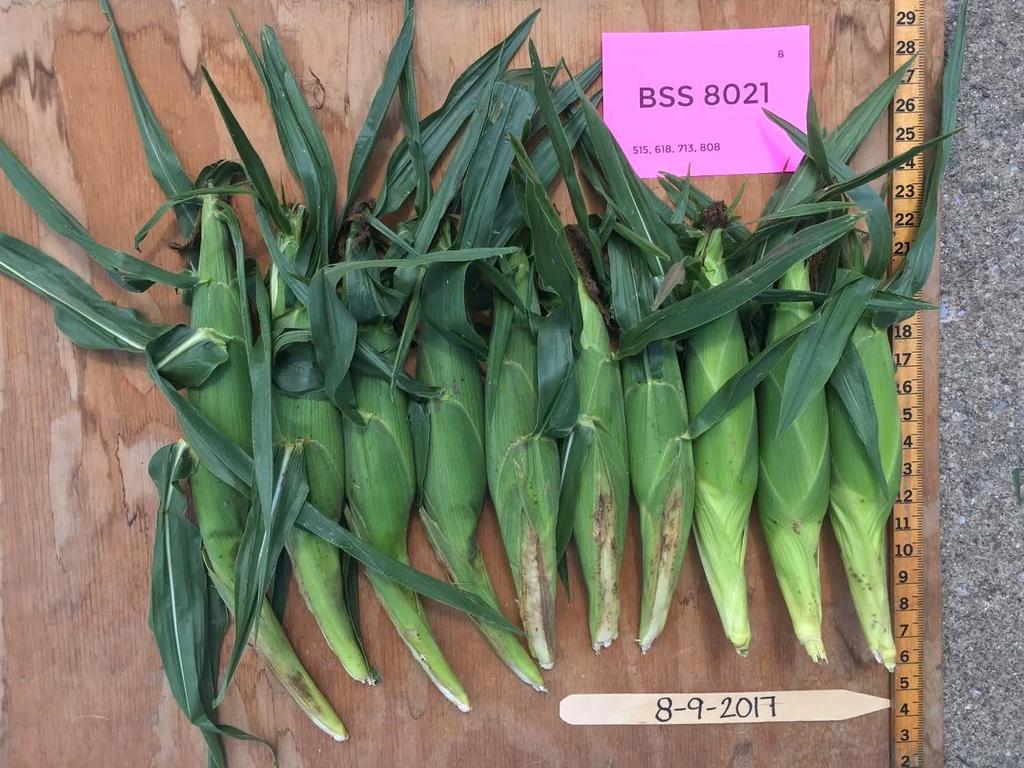 BSS 8021 Days to Harvest predicted 78 actual 80-85 Marketable Ears 1,162