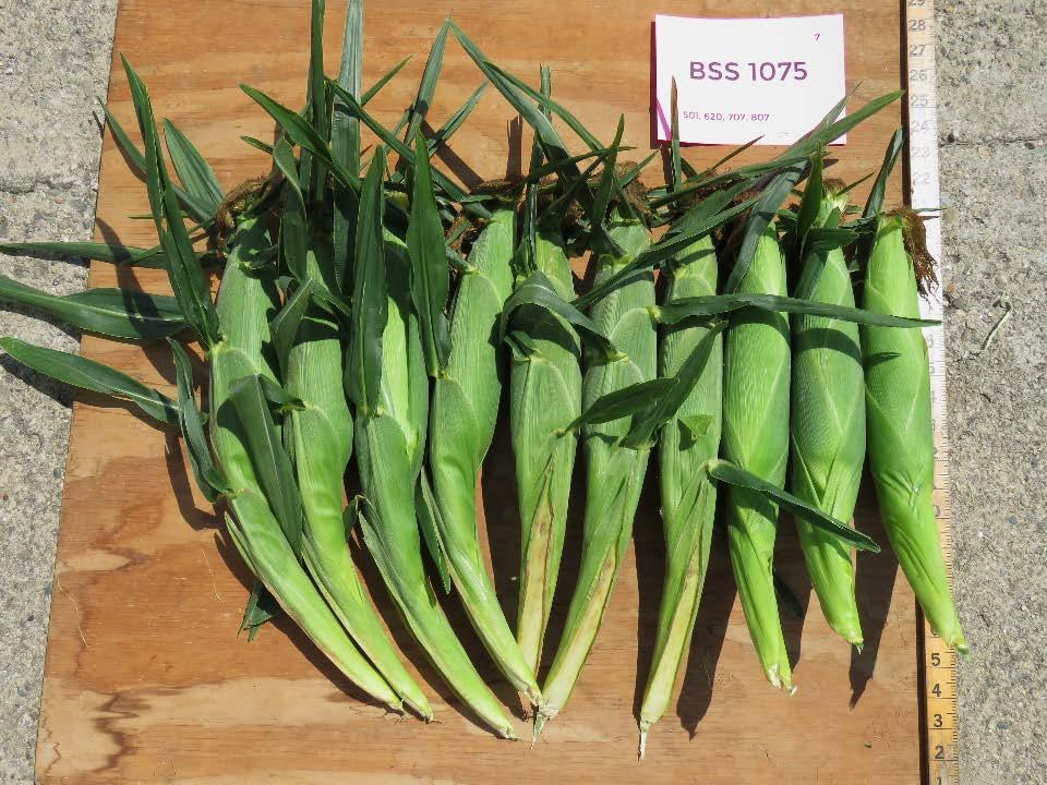 BSS 1075 Days to Harvest predicted 77 actual 85-87 Marketable Ears 1,468