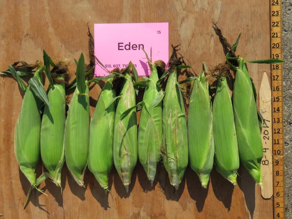 Eden Days to Harvest predicted 75 actual 76-80 Marketable Ears 1,629