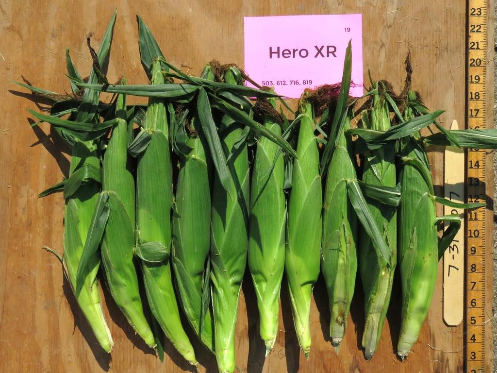 Hero XR Days to Harvest predicted 71 actual 76 Marketable Ears 1,404
