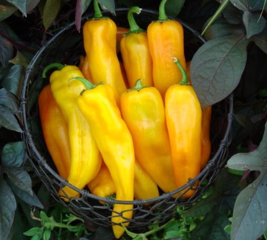 Genus species: Capsicum annuum Common name: Pepper Unique qualities: Very early maturing yellow sweet Italian pepper. Fruit is delicious fresh and excellent grilled or roasted.