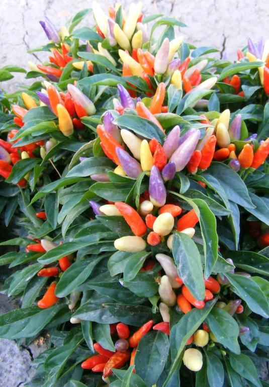 Genus species: Capsicum annuum Common name: Ornamental chile pepper Unique qualities: Color of fruit and compact growth; excellent in pots or low edging Flower color: White flowers yield lavender