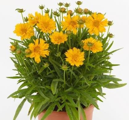 Other Early-Release items Available for Drop Ship Call for quote and availability Coreopsis Double the Sun Large, semi-double, clear golden yellow