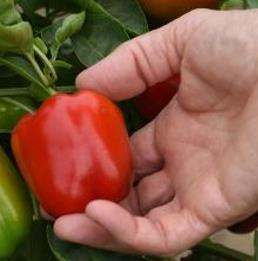 Superior disease resistance package Thick-walled, peppers with rich, sweet flavor great