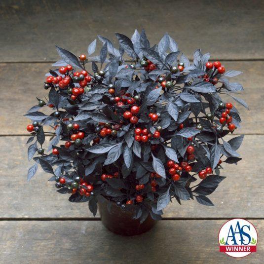 Other Early-Release items Available for Drop Ship Call for quote and availability Ornamental Pepper Onyx Red National AAS Winner Naturally compact and branching Dark foliage with purple flowers