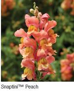 Provides classic snapdragon look at
