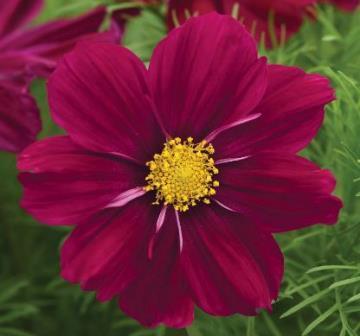 Cosmos Sonata Purple Shades The best-performing garden cosmos Extremely easy to grow Professional growers choose Sonata because of its capabilities for