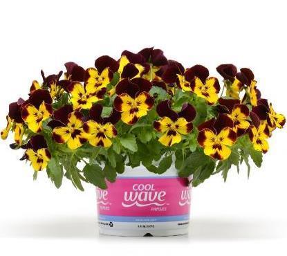 Pansy Cool Wave Fire All-new color joins Cool Wave!