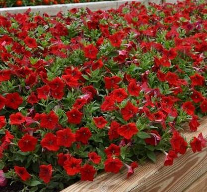 Petunia Easy Wave Red Improved Improved seed quality Denser plant with more branching and shorter peduncles More controlled, holdable plant structure Slightly smaller plant size with approximately